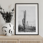 Saguaro B&amp;W