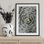 Spiral Succulent Maze