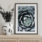 Agave Spiral Dance
