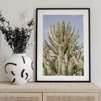Cactus Symphony