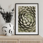 Geometric Succulent