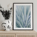 Azure Agave Dance