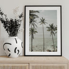 Tropical Dreams