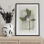 Viburnum davidii