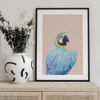 Blue Macaw