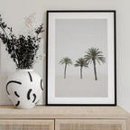 Palms