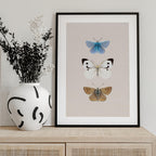 English Butterlies 2