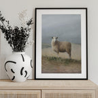 Sheep Study