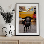 Yellow Cab Dog Walk