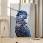 Black Cockatoo