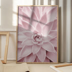 Pink Succulent