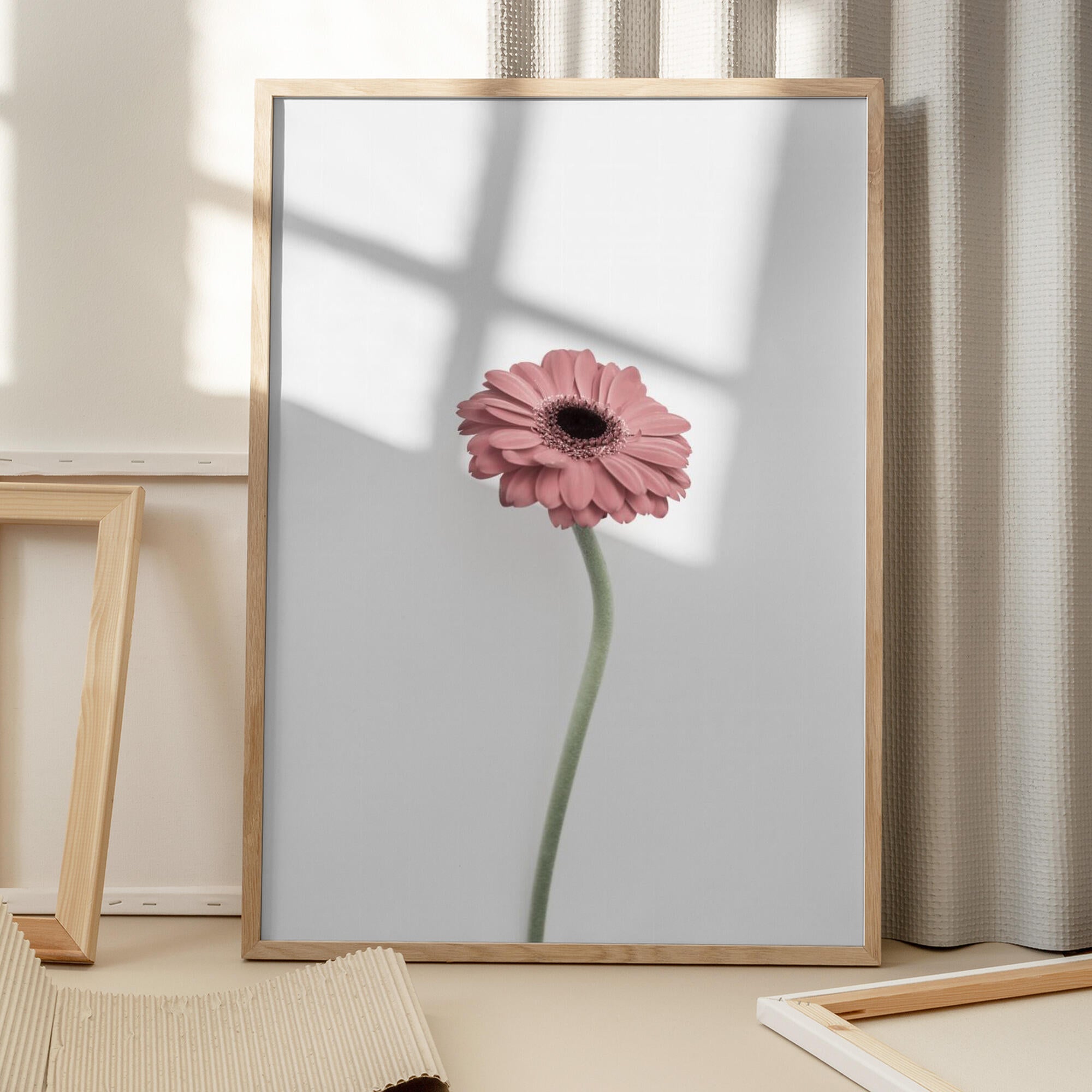 Pink Gerbera
