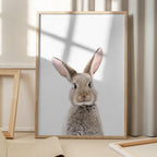 Baby Rabbit