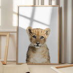 Baby Lion