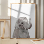 Baby Elephant