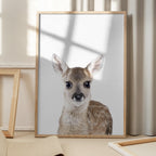 Baby Deer