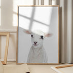 Baby Lamb