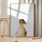 Baby Duck