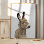 Baby Donkey