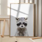 Baby Racoon