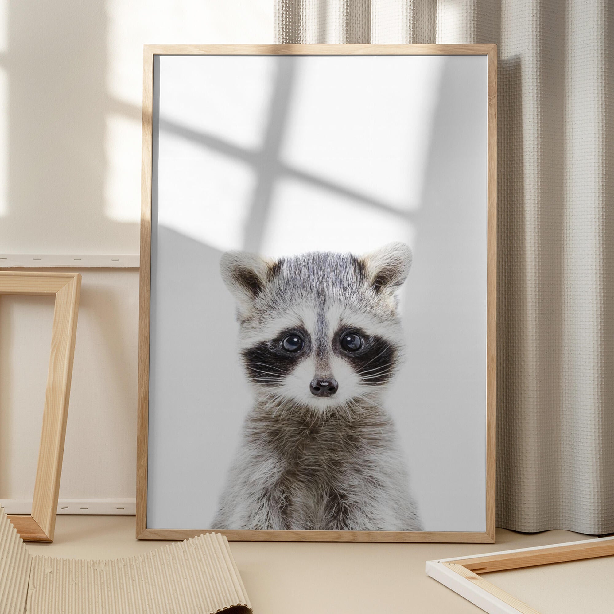 Baby Racoon