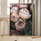 Coral Peonies
