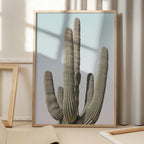 Saguaro