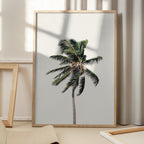 Windy Palm Tree