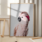 Pink Cockatoo