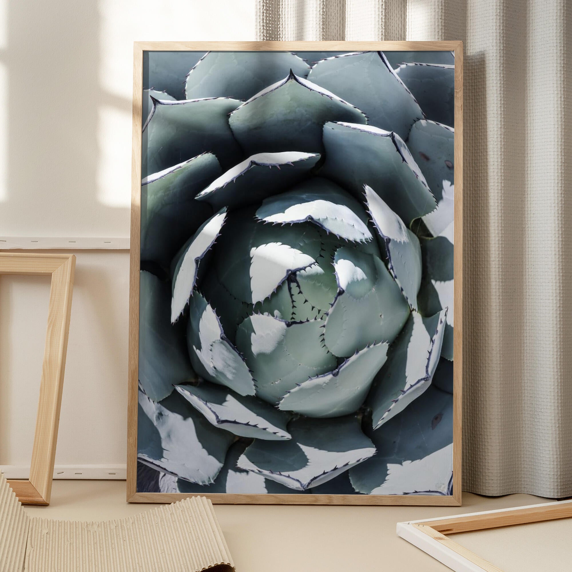 Agave Spiral Dance