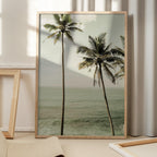 Oceanside Palms