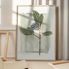 Viburnum davidii