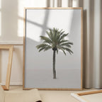 Palm