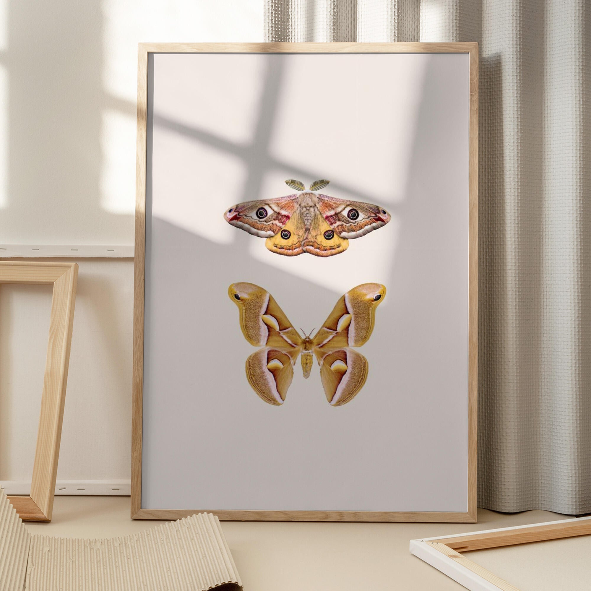 Moths