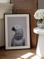 African Grey