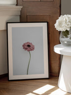 Pink Gerbera