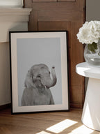 Baby Elephant