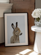 Baby Donkey