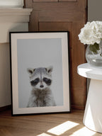 Baby Racoon