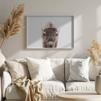 Bison