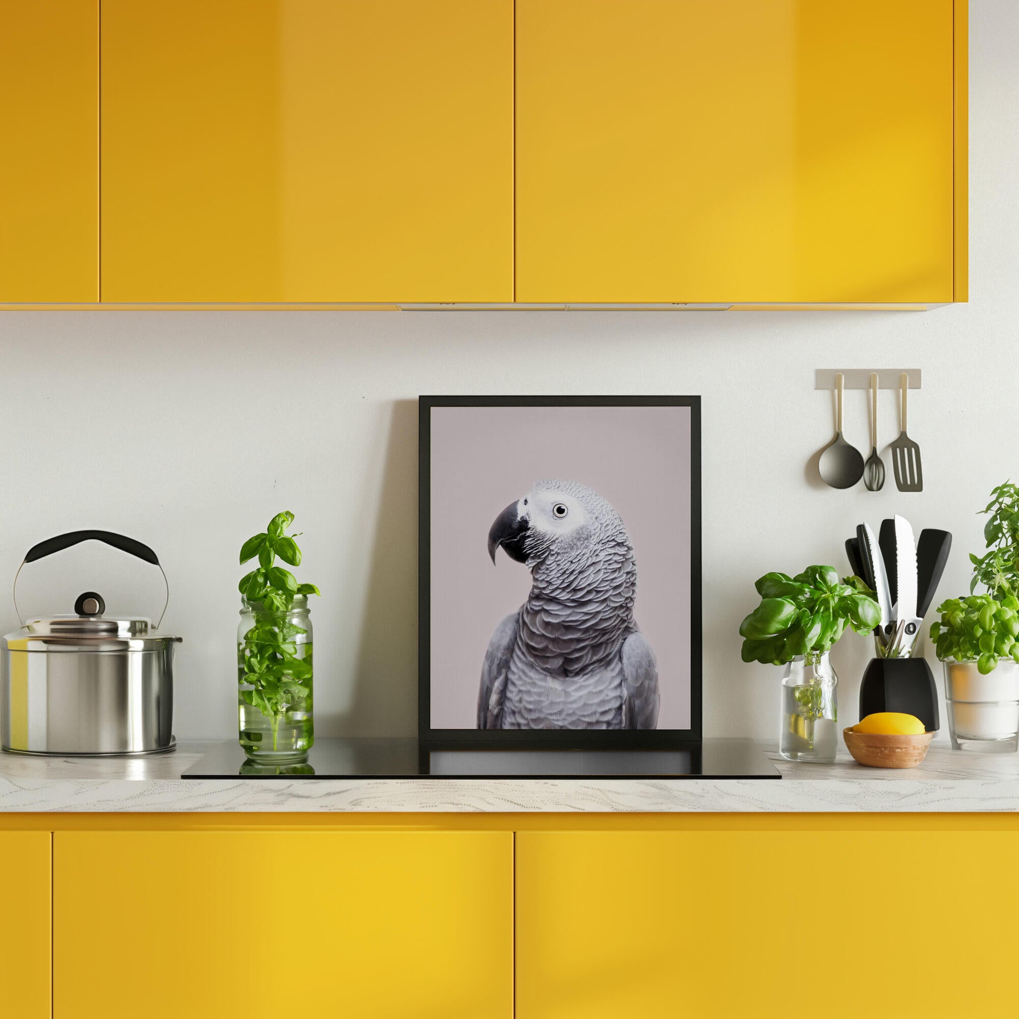 African Grey