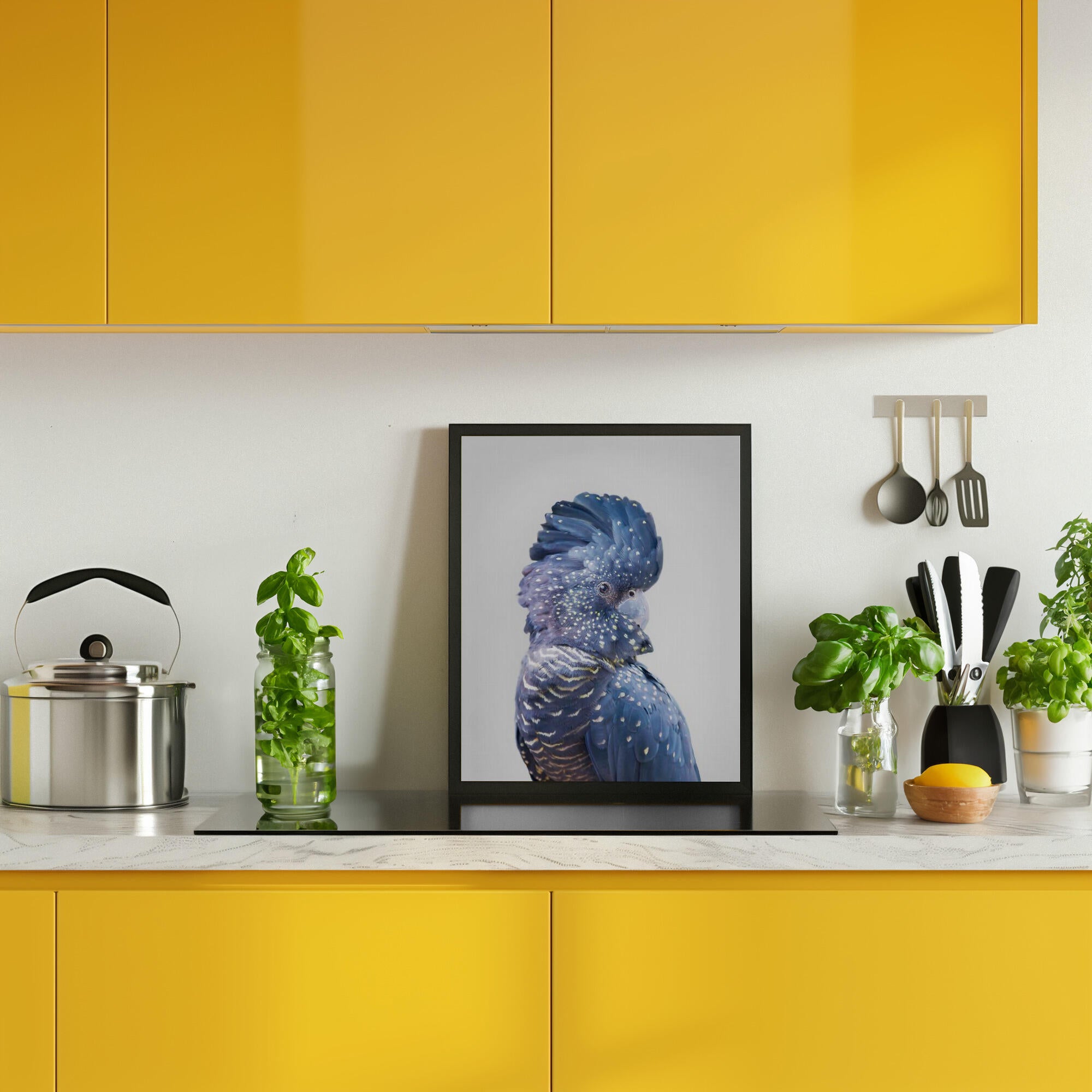 Black Cockatoo