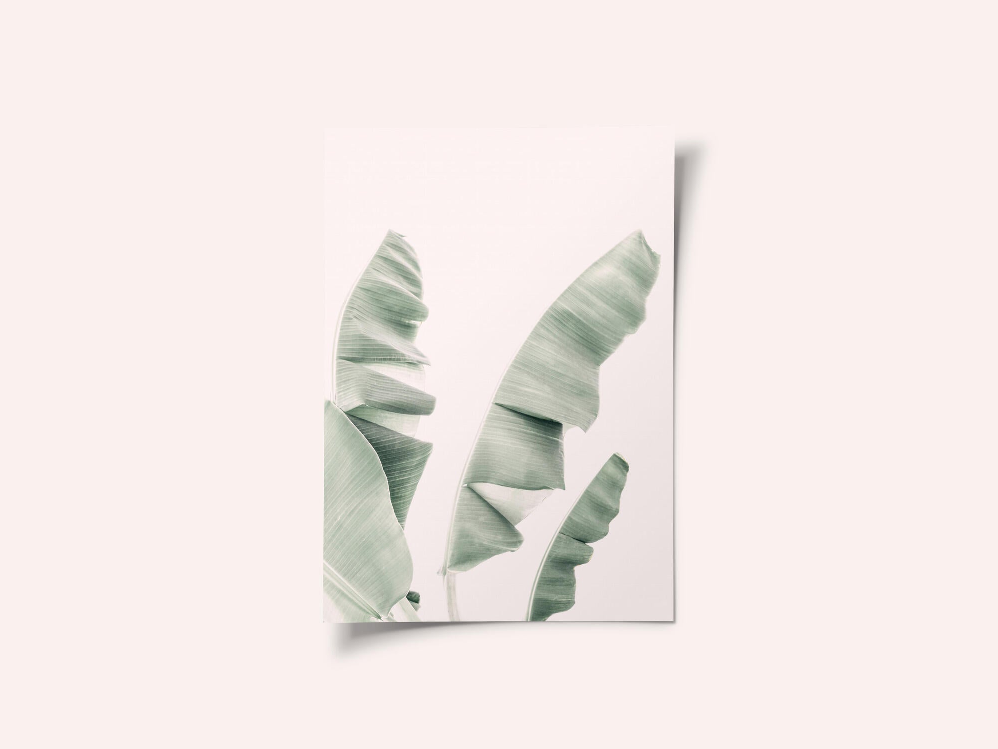Blush Banana Leaves