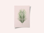 Palm Leaf Blush