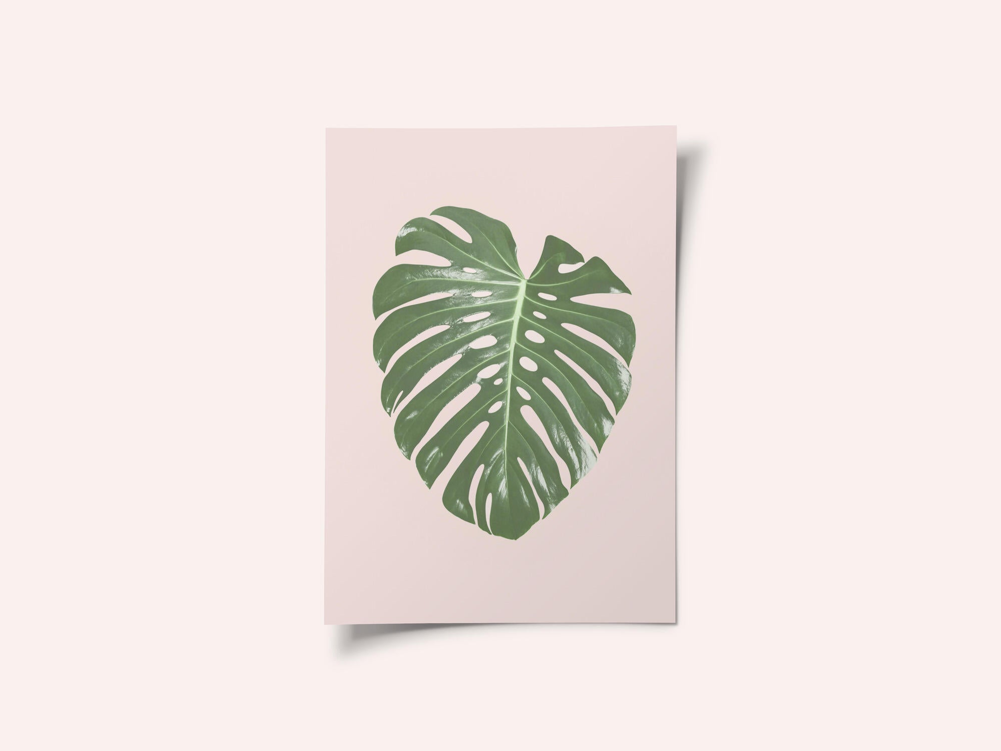 Monstera Leaf Blush