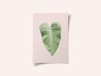 Tropical Leaf Blush