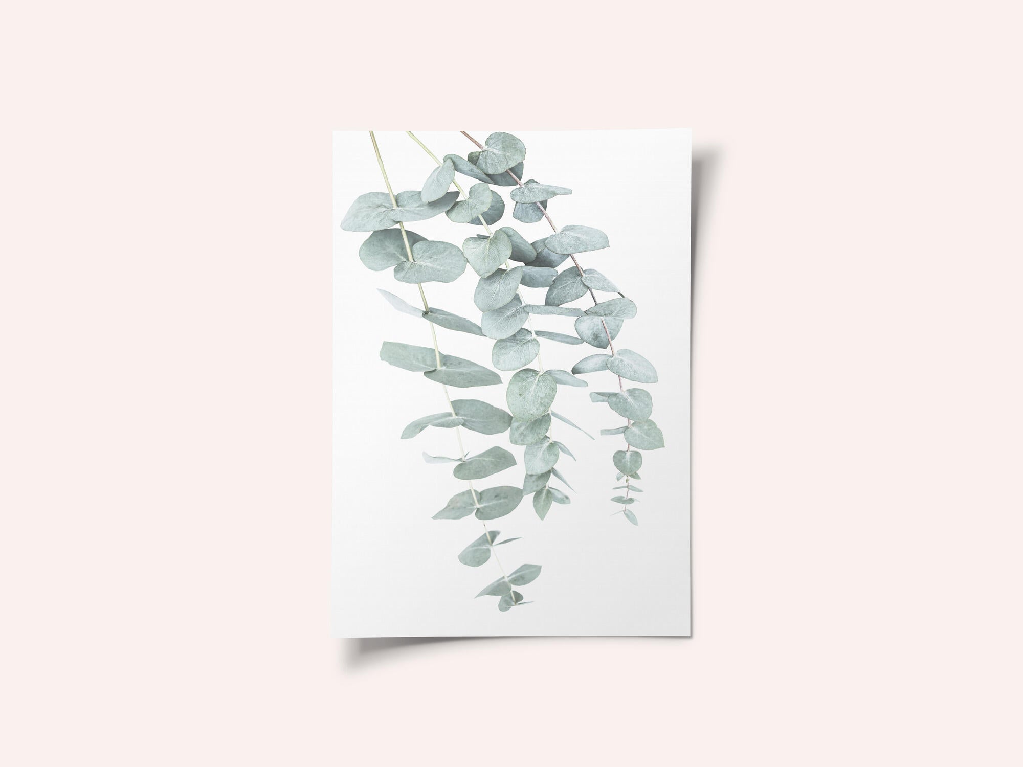 Eucalyptus I
