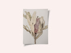 Banksia