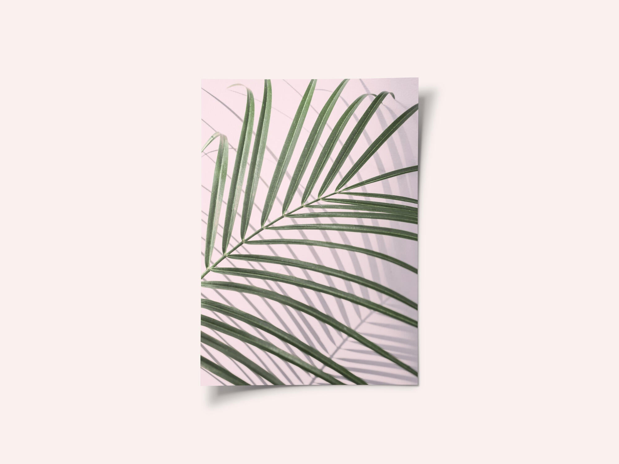 Palm Leaf Shadow