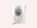 Peacock Feather